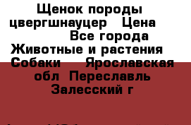 Щенок породы  цвергшнауцер › Цена ­ 30 000 - Все города Животные и растения » Собаки   . Ярославская обл.,Переславль-Залесский г.